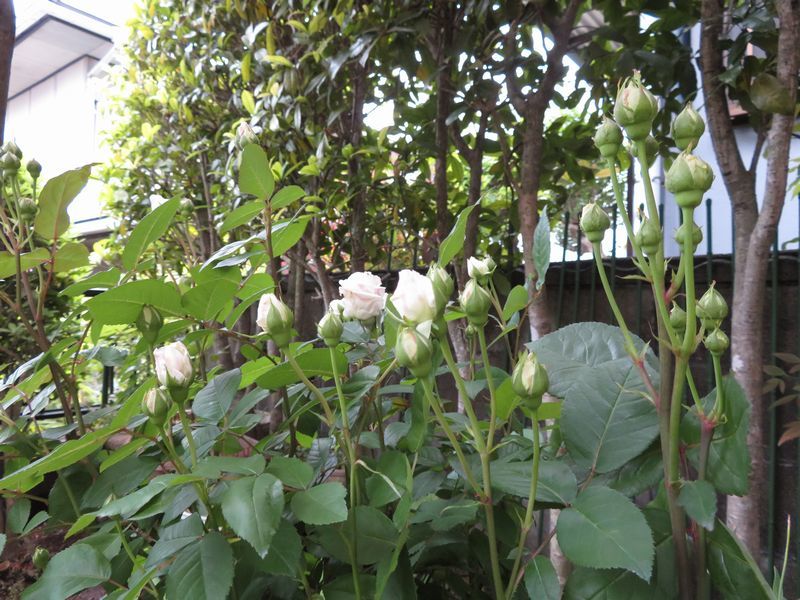 d0065113_11361331.jpg