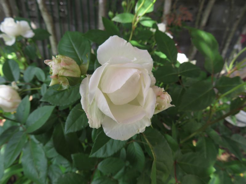 d0065113_11392364.jpg