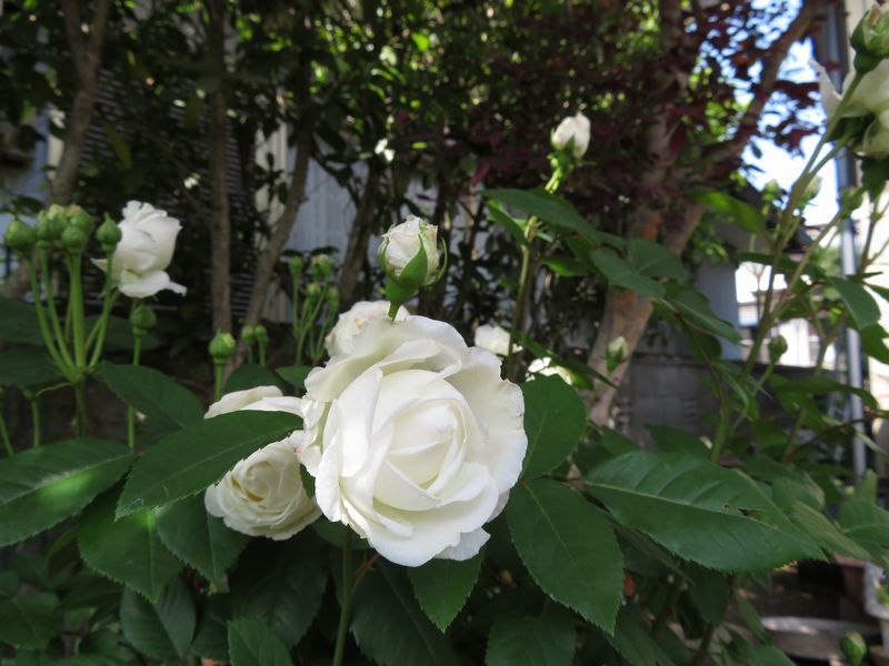 d0065113_11393107.jpg