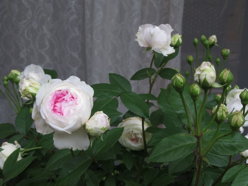 d0065113_12250792.jpg