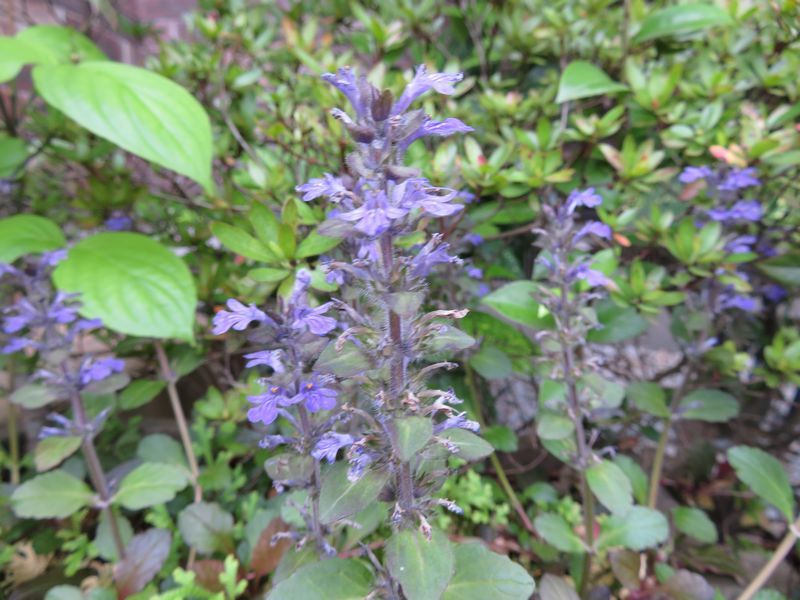 d0065113_13205228.jpg