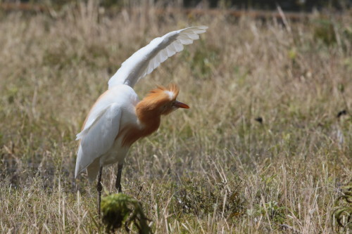 田園のアマサギ　　　ＳＧＳ_d0346713_16371308.jpg