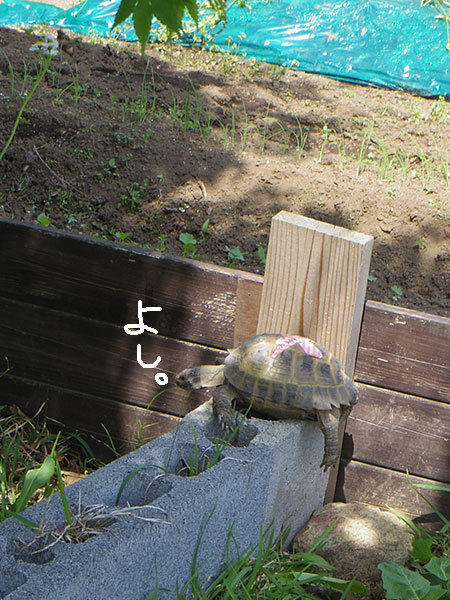 a0193314_21501415.jpg