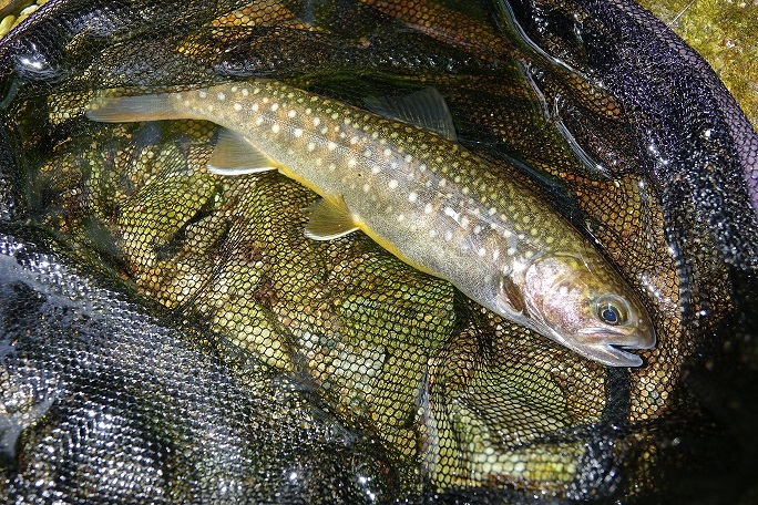 f0360815_15133948.jpg