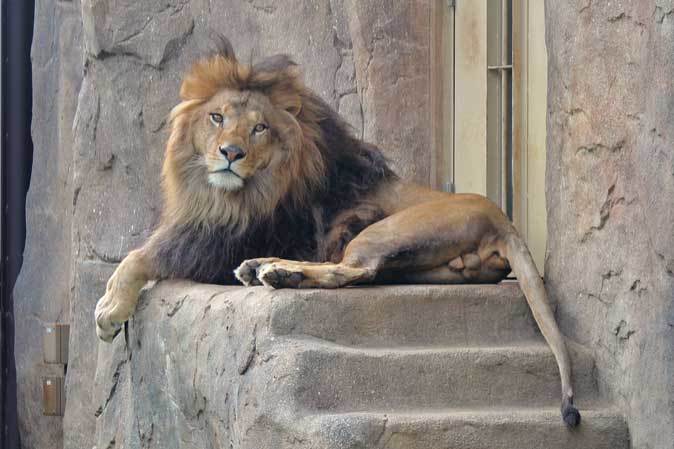千葉市動物公園のイケライオン アレン トウヤ 続々 動物園ありマス 千葉市動物公園のイケライオン アレン トウヤ 続々 動物園ありマス