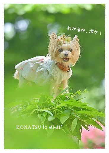 d0179828_11140848.png