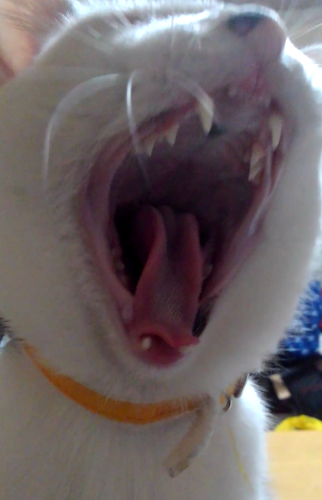 e0338831_16201142.png
