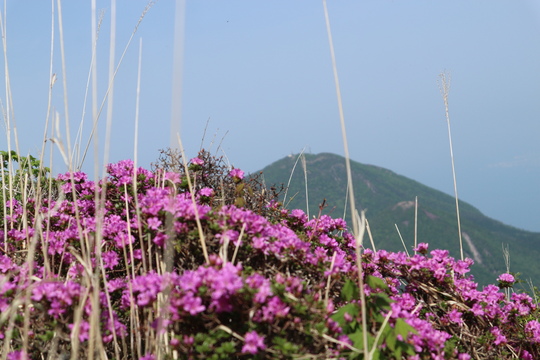 由布岳山行（塚原登山道～東登山道を歩く）！_e0272335_744463.jpg