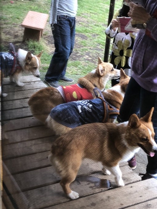 b0369239_15502053.jpeg