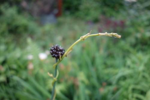 f0375039_06273879.jpeg