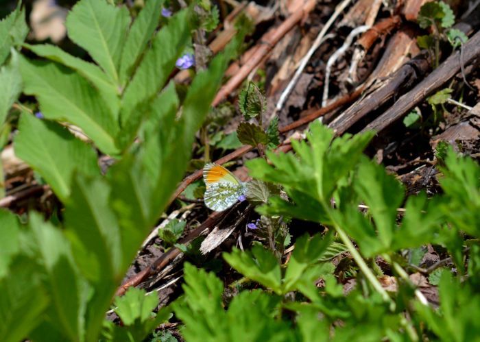 クモマツマキチョウ　5月16日_d0254540_19304410.jpg