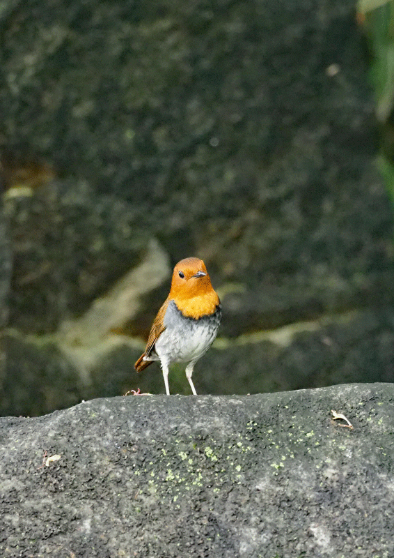 d0290240_15241509.gif