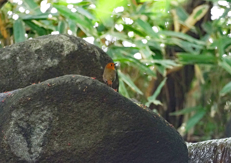 d0290240_15242451.gif