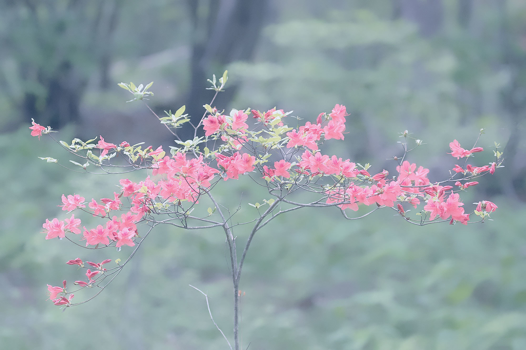 伊香保森林公園のヤマツツジ ２_f0160440_18472156.jpg