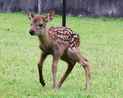 今年のバンビ１号　奈良公園で誕生する_a0100742_16321102.png