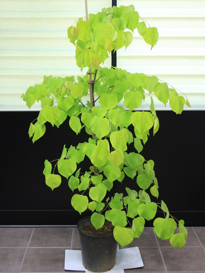 アメリカハナズオウ ハートオブゴールド 販売 価格 値段 画像 写真 庭木 安行 植木 シンボルツリー 田中園 Shop Tanakaen Jp Web Magazine