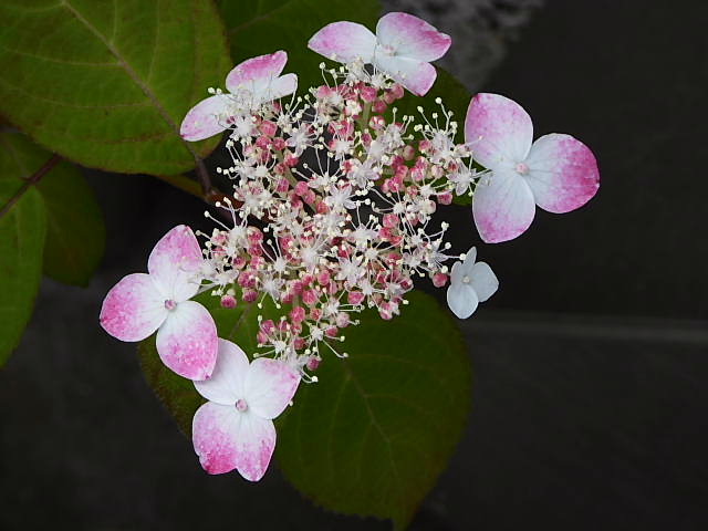 匂い蕃茉莉、紅額紫陽花、バーベナ、サフラン擬き_c0051143_23585542.jpg