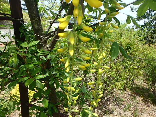 f0334143_7252324.jpg