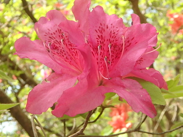 f0334143_7254113.jpg
