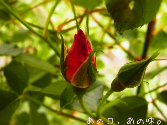a0305046_08545054.jpg
