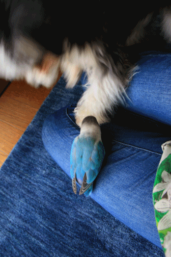 c0145250_10312849.gif