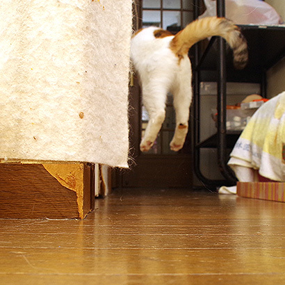 ういた!_a0028451_13390662.jpg