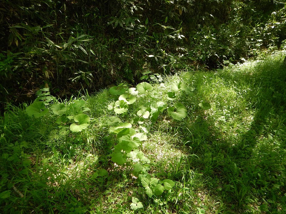 蕃山山麓の木洩れ日_d0072855_16280846.jpg