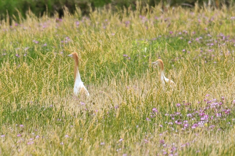 休耕田のアマサギ♪_a0167759_22574697.jpg