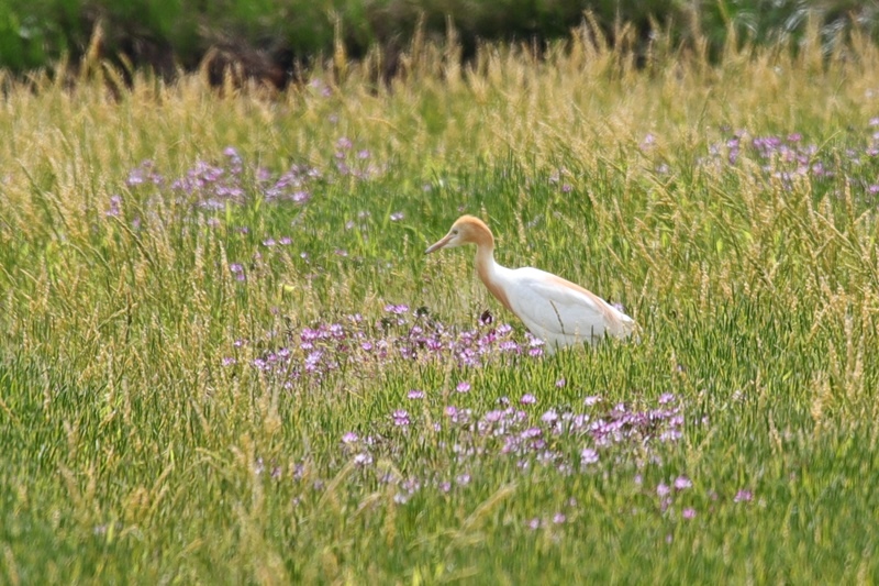 休耕田のアマサギ♪_a0167759_2257479.jpg