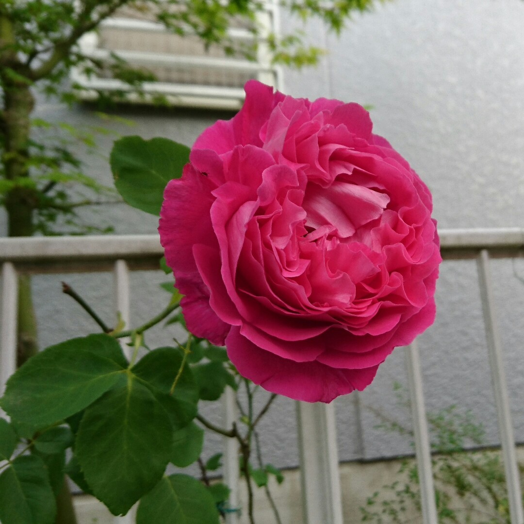 b0346961_20130706.jpg