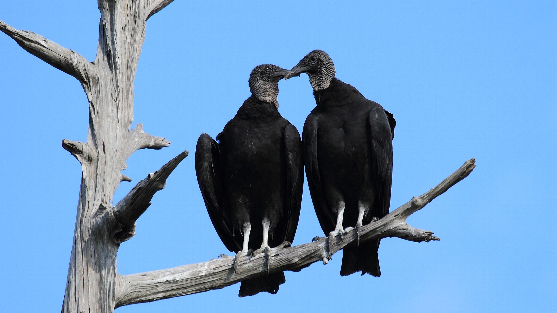 ヒメコンドルの親戚 仲睦まじいクロコンドル夫婦 Life With Birds 3 ヒメコンドルの親戚 仲睦まじいクロコンドル夫婦 Life With Birds 3