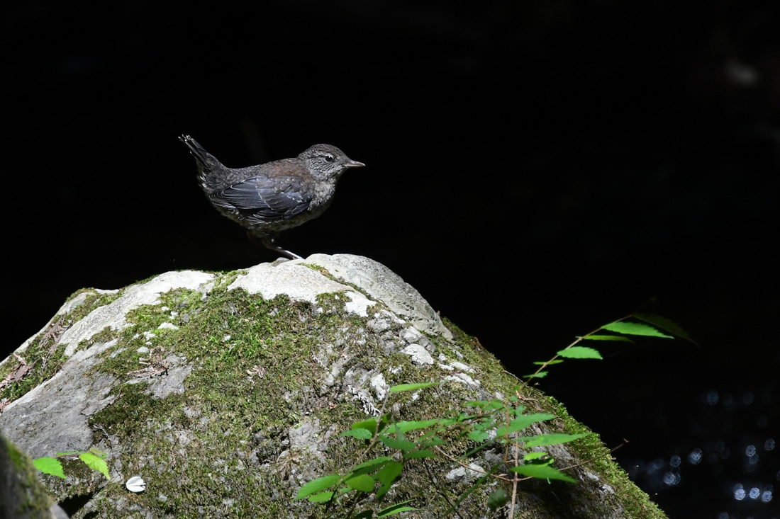 カワガラス幼鳥_f0053272_21055499.jpg