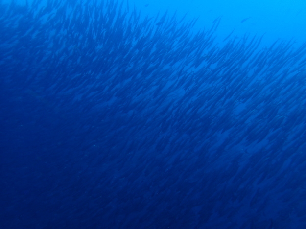 c0039073_07361330.jpg