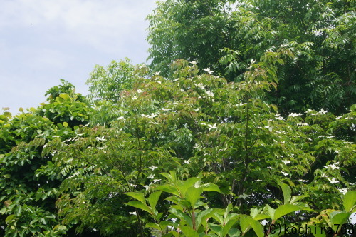 ヤマボウシの花_e0181373_21064988.jpg