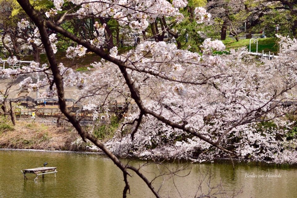 四ツ谷〜飯田橋= 外堀の桜_d0284276_07142169.jpeg