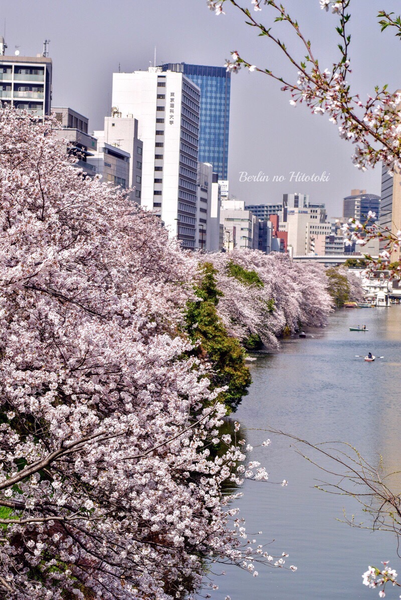 四ツ谷〜飯田橋= 外堀の桜_d0284276_07513690.jpeg