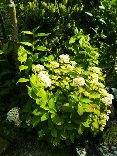 f0366679_2250888.jpg