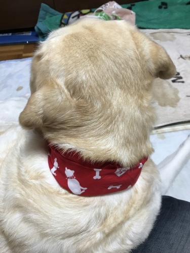 f0315081_17521537.jpeg