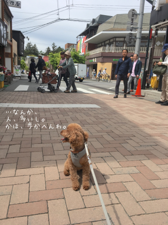 軽井沢旅行 2日目 旧軽井沢散歩 犬のための家でのんびり田舎暮らし