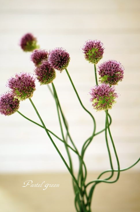 アリウム 季の花小屋 Pastelgreen