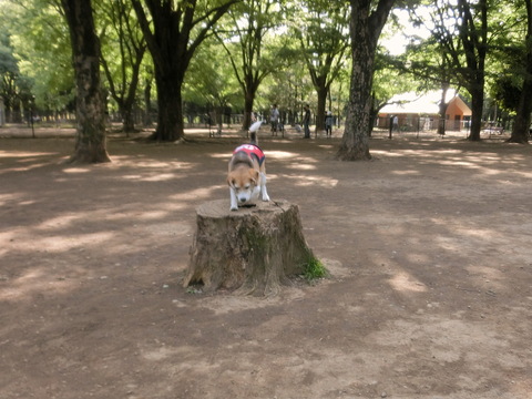 a0319693_8283268.jpg