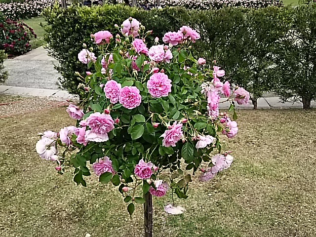 f0303594_20263790.jpg