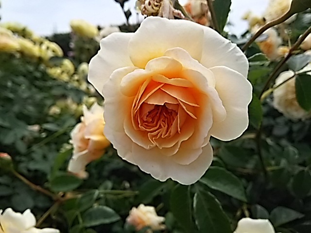 f0303594_20272070.jpg