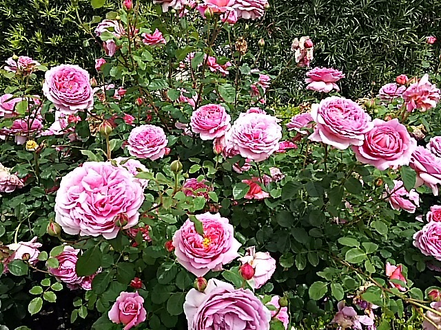 f0303594_20284300.jpg