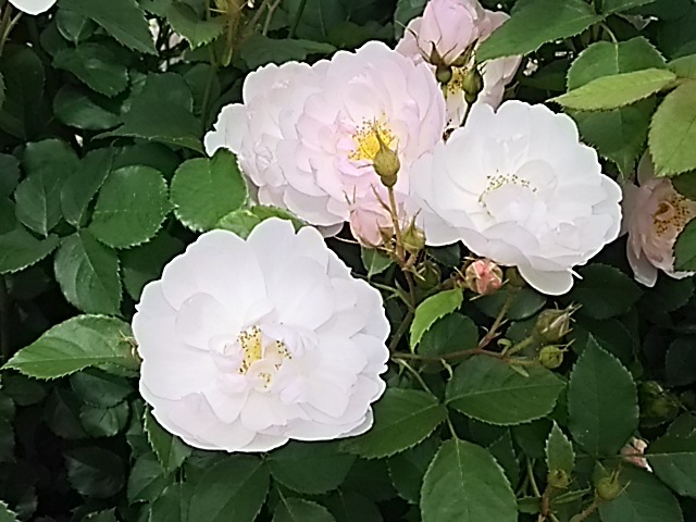 f0303594_20293602.jpg