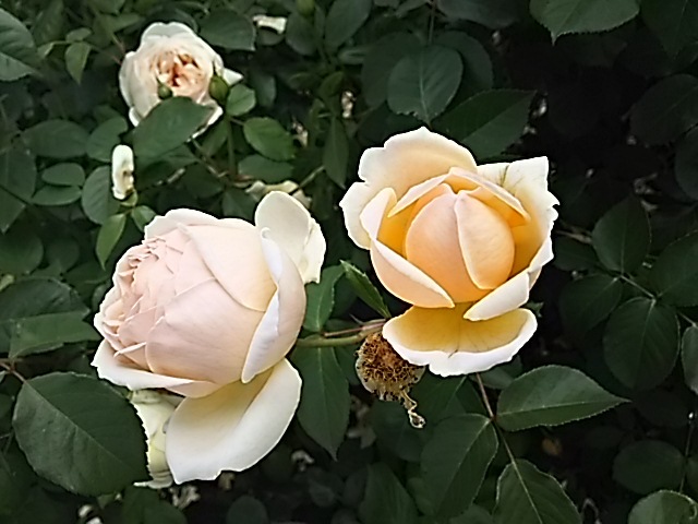 f0303594_20310499.jpg