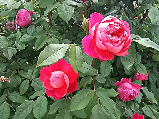 f0303594_20320574.jpg