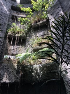 高知県高知市五台山　「牧野植物園」_d0337795_13183820.jpg