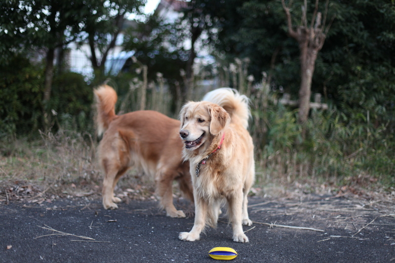 若き日のハナとリクくん_b0275998_01474323.jpg