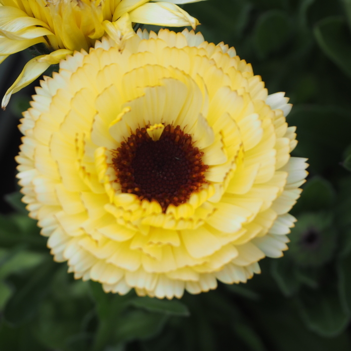 切り花用のカレンデュラ_b0378101_00095806.jpg